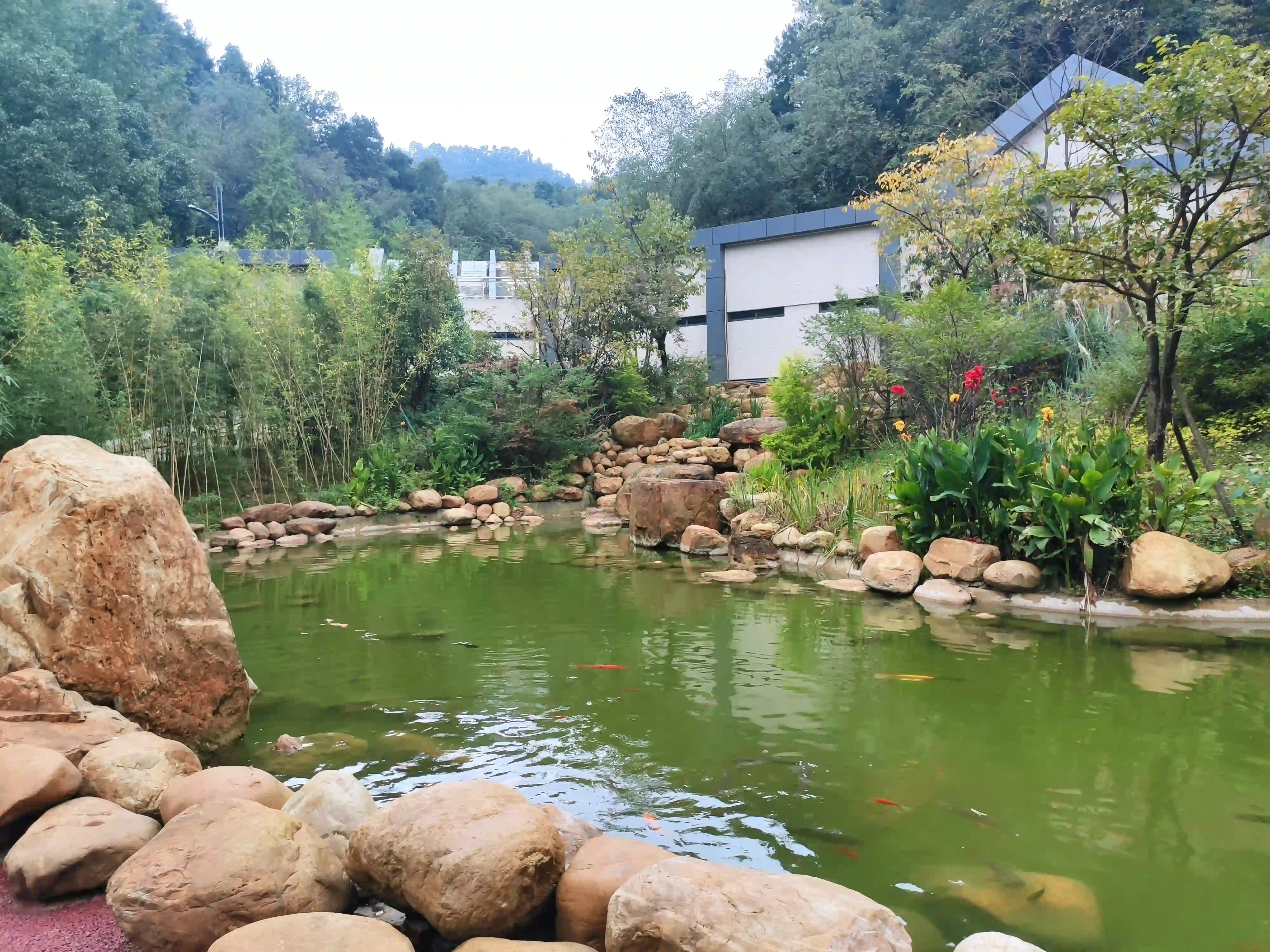 锦鲤